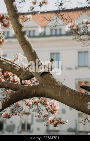 Blühender Magnolienbaum mit Vögeln in Prag im Frühling Stockfoto