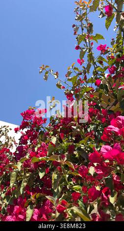 Leuchtende rosa Bougainvillea-Blüten klettern an einem sonnigen Tag an einem klaren blauen Himmel an der algarve poirtugal Stockfoto