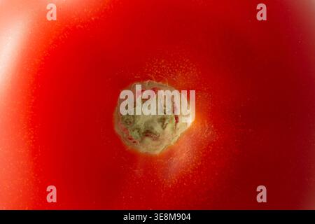 Ein extremes Makrofoto, das die glatte, gesättigte rote Haut einer Tomate erfasst und die komplizierten Kreismuster der Stängelnarbe fokussiert. Stockfoto