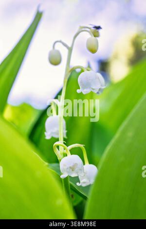 Nahaufnahme bei der wunderschönen Lily of the Valley Flowers Stockfoto