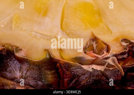 Ein extremes Makrofoto einer Ananas, das den detaillierten Übergang von ihrem faserigen gelben inneren Fruchtfleisch zum rauen, schuppigen Braun und pur erfasst Stockfoto