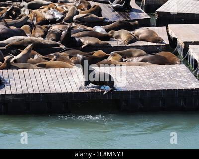 San Francisco, USA - 3. Oktober 2025 - Eine Nahaufnahme eines einzigen Seelöwen, der aufrecht am Rand eines hölzernen Docks am Pier 39 sitzt und eine Pose mit einem Stockfoto