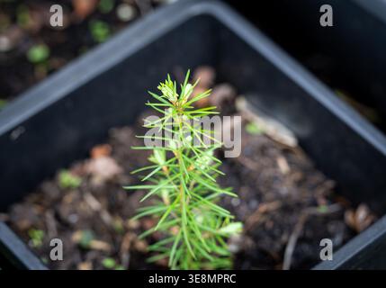 Douglasiensämling im Topf mit neuem Frühlingswachstum Stockfoto