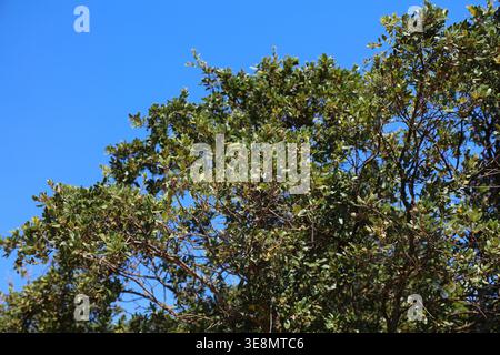 Quercus coccifera (Kermes-Eiche, stechpalmeneiche). Immergrüner Sträucher oder Baum im Mittelmeerraum Südeuropas. Pflanzenarten. Stockfoto