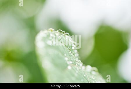 Makroaufnahmen zeigen klare Wassertropfen auf grünen Blättern und eine rosa Blume nach dem Regen. Der weiche, verschwommene Hintergrund unterstreicht die Schönheit der Natur. Stockfoto