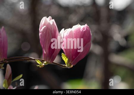 Romantische rosafarbene Magnolienblüten im weichen Morgensonnenlicht mit Bokeh-Hintergrund. Zwei rosa Magnolienknospen blühen auf einem Zweig im Frühlingsgarten. Stockfoto