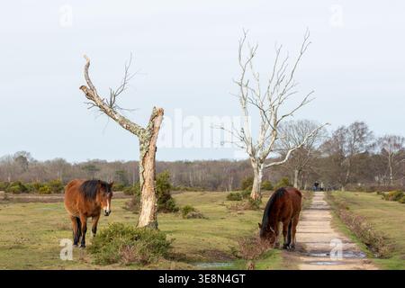 Freilaufende New Forest Ponys, die im Dorf Brockenhurst in Hampshire, England, weiden Stockfoto