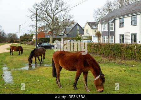 Freilaufende New Forest Ponys, die im Dorf Brockenhurst in Hampshire, England, weiden Stockfoto