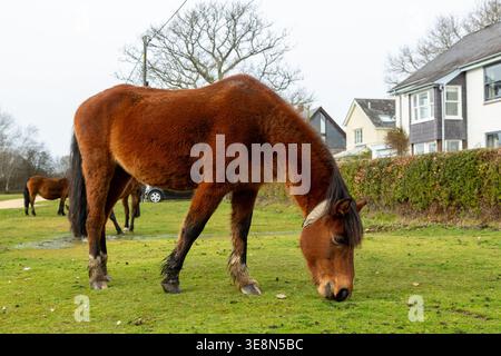 Freilaufende New Forest Ponys, die im Dorf Brockenhurst in Hampshire, England, weiden Stockfoto
