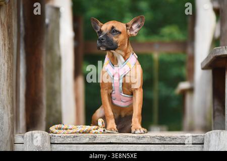 Niedlicher französischer Bulldog-Mischhund, der auf Holzplanke mit rosa Y-Harness sitzt Stockfoto