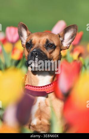 Niedlicher brauner Mischhund mit gewebtem Paracord-Kragen, der auf einem farbenfrohen Tulpenfeld sitzt Stockfoto
