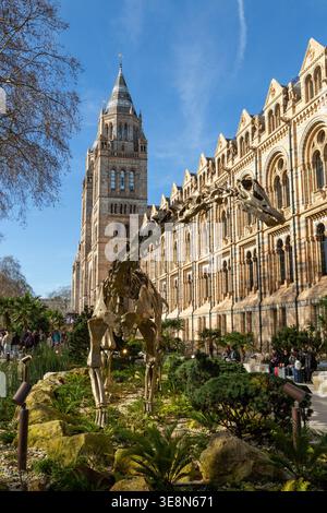 Das Natural History Museum in London mit einer Skulptur eines Diplodocus Dinosaurier Skeletts namens „Fern“ South Kensington, London Stockfoto