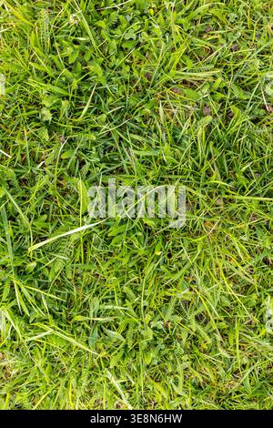 Blick von oben auf üppiges grünes Gras und frische Frühlingspflanzen, die einen natürlichen pflanzlichen Hintergrund bilden Stockfoto