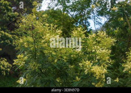 Blassgelbe Blüten bedecken auf einem Waldweg in Madeira ein federndes Laub. Diffuses Tageslicht weicht Federn wie Blumenköpfe gegen dunklere Immergrüne Stockfoto