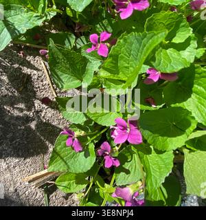 In Trevor, Wisconsin, USA, blicken Sie hinunter auf die violetten Blüten des Süßvioletts, die im Frühjahr blühen, entlang eines Steinpfades Stockfoto