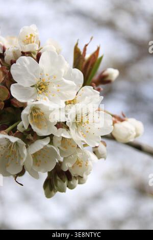 Kirschblüten blühen in einem Park und markieren die Ankunft des Frühlings. Die Blüten zeigen weiße Blüten und hellgelbe Mitte. Die Leute genießen das SC Stockfoto