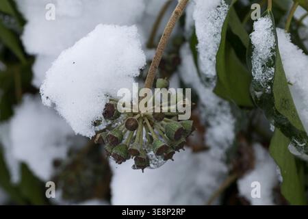 Efeu, Frucht, Früchte, bei Schnee, Hedera Helix, Efeu, Efeu, Englisch Efeu, Obst, Schnee, Lierre Grimpant Stockfoto