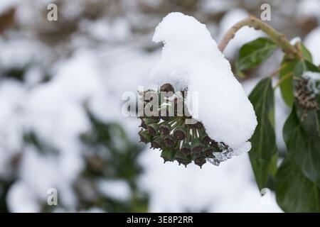 Efeu, Frucht, Früchte, bei Schnee, Hedera Helix, Efeu, Efeu, Englisch Efeu, Obst, Schnee, Lierre Grimpant Stockfoto