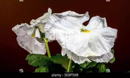 Nahaufnahme von zwei blühenden weißen Stiefmütterchen mit gewellten Blüten und Regentropfen. Makrofotografie von Gartenpflanzen mit grünem Laub auf dunklem Hintergrund Stockfoto