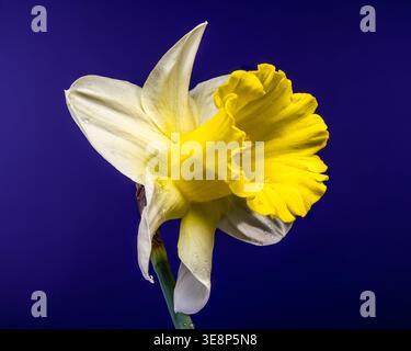 Frische FrühlingsNarzissen mit Morgentau. Die gelbe Trompete und die weißen Blüten heben sich in diesem hochauflösenden Makro vor einem violetten Hintergrund ab Stockfoto