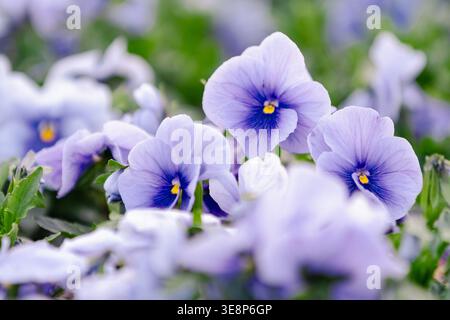 Hellviolette Stiefmütterchen im Frühlingsgarten Stockfoto