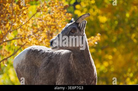 Eine Bergziege posiert elegant vor einem Hintergrund aus hellen Herbstfarben und zeigt die Schönheit der Natur im Herbst. Stockfoto