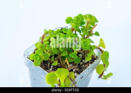 Sedum Makinoi Japanische Steinpfanne Sukkulente Pflanze mit runden grünen Blütenblättern im Topf. Stockfoto