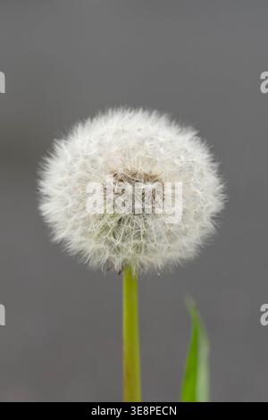 Biodiversität - Taraxacum Sekt Ruderalia - Detailfoto mit Wassertropfen im Löwenzahnsamen Stockfoto