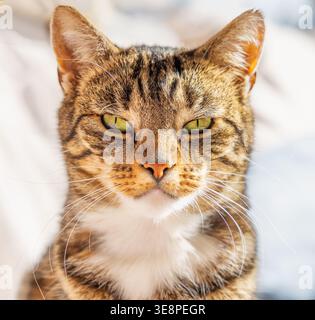 Kopfaufnahme einer braunen gestreiften häuslichen Kurzhaarkatze mit grünen Augen, die in die Kamera starren, isoliert vor einem hochwichtigen Hintergrund. UK. Stockfoto