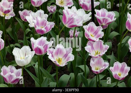 Siesta Tulpen im Keukenhof Garten Stockfoto
