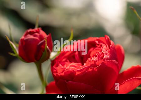 Hochwertiges Makro aus wunderschönen roten Rosen, die mit Süßwassertropfen in einem üppigen Garten blühen, mit weichem Bokeh-Hintergrund, romantischer Blumenlandschaft. Stockfoto