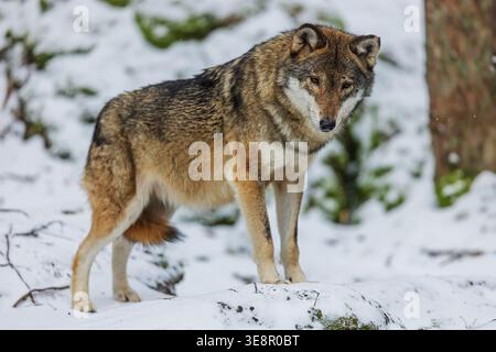 Grauer Wolf wachsam im verschneiten Winterwald und beobachten die Umgebung. Stockfoto