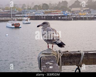 Die junge Westmöwe thront auf dem Geländer der Municipal Wharf II, dem entfernten Fisherman’s Wharf in der Monterey Bay Stockfoto