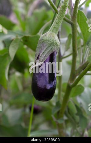 Frische Auberginen auf der Rebe. Auberginen auf dem Feld anbauen. Stockfoto