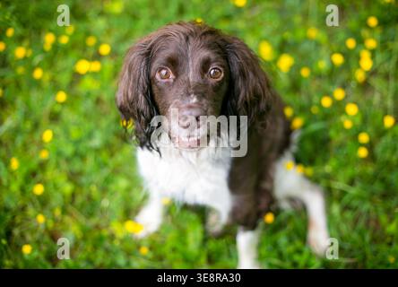 Ein englischer Springer-Spaniel-Hund, umgeben von Butterblumen Stockfoto