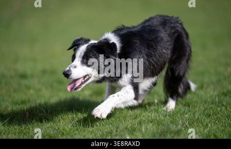 Arbeitender Border Collie Schäferhund, der mit Geschwindigkeit läuft. North Yorkshire, Großbritannien. Stockfoto