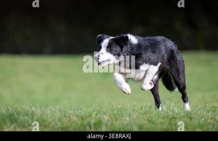 Arbeitender Border Collie Schäferhund, der mit Geschwindigkeit läuft. North Yorkshire, Großbritannien. Stockfoto