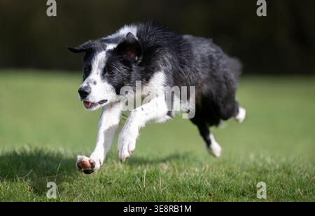 Arbeitender Border Collie Schäferhund, der mit Geschwindigkeit läuft. North Yorkshire, Großbritannien. Stockfoto