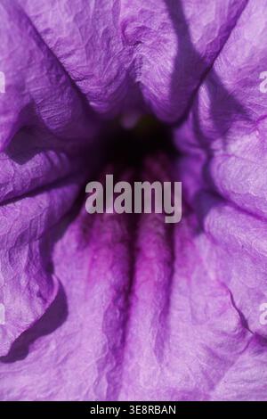 Extremer Makro des Innern einer violetten Blume, Ruellia simplex mit tiefvioletten Adern auf lavendelfarbenen Blütenblättern, dunkler Schlund. Blütenblatttextur, botanisches Foto Stockfoto