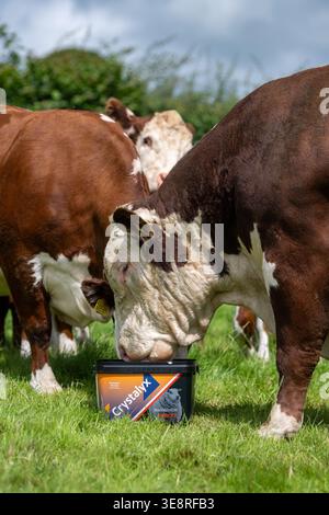 Hereford Rinder auf Hochland genießen einen Futterleck Eimer, der ihre Aufnahme aus dem Gras ergänzt und sie gesund hält. Cumbria, Großbritannien. Stockfoto