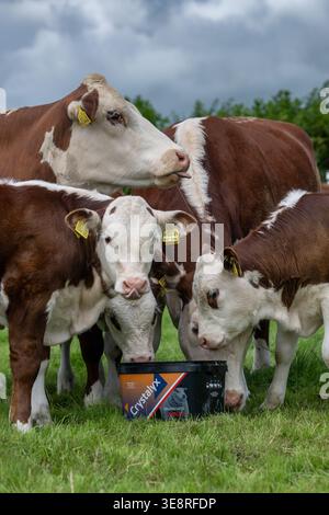 Hereford Rinder auf Hochland genießen einen Futterleck Eimer, der ihre Aufnahme aus dem Gras ergänzt und sie gesund hält. Cumbria, Großbritannien. Stockfoto