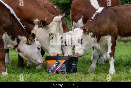 Hereford Rinder auf Hochland genießen einen Futterleck Eimer, der ihre Aufnahme aus dem Gras ergänzt und sie gesund hält. Cumbria, Großbritannien. Stockfoto