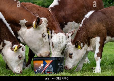 Hereford Rinder auf Hochland genießen einen Futterleck Eimer, der ihre Aufnahme aus dem Gras ergänzt und sie gesund hält. Cumbria, Großbritannien. Stockfoto