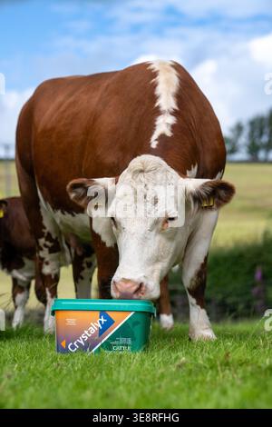 Hereford Rinder auf Hochland genießen einen Futterleck Eimer, der ihre Aufnahme aus dem Gras ergänzt und sie gesund hält. Cumbria, Großbritannien. Stockfoto