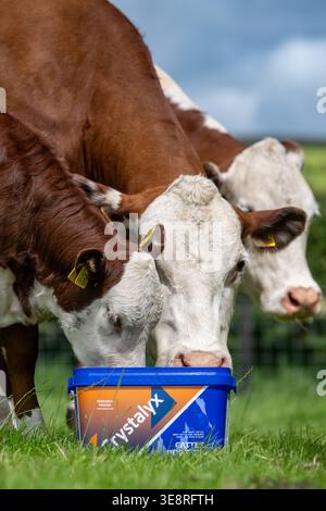 Hereford Rinder auf Hochland genießen einen Futterleck Eimer, der ihre Aufnahme aus dem Gras ergänzt und sie gesund hält. Cumbria, Großbritannien. Stockfoto