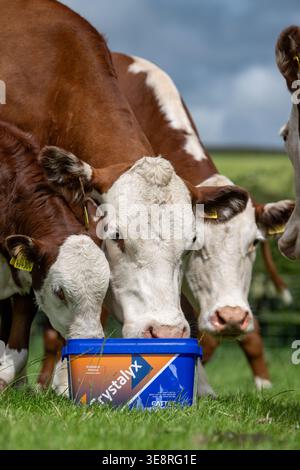 Hereford Rinder auf Hochland genießen einen Futterleck Eimer, der ihre Aufnahme aus dem Gras ergänzt und sie gesund hält. Cumbria, Großbritannien. Stockfoto