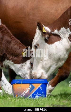 Hereford Rinder auf Hochland genießen einen Futterleck Eimer, der ihre Aufnahme aus dem Gras ergänzt und sie gesund hält. Cumbria, Großbritannien. Stockfoto