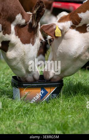 Hereford Rinder auf Hochland genießen einen Futterleck Eimer, der ihre Aufnahme aus dem Gras ergänzt und sie gesund hält. Cumbria, Großbritannien. Stockfoto