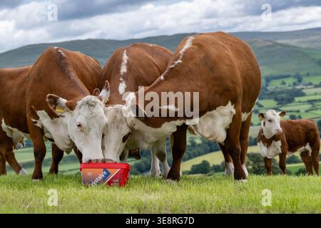 Hereford Rinder auf Hochland genießen einen Futterleck Eimer, der ihre Aufnahme aus dem Gras ergänzt und sie gesund hält. Cumbria, Großbritannien. Stockfoto