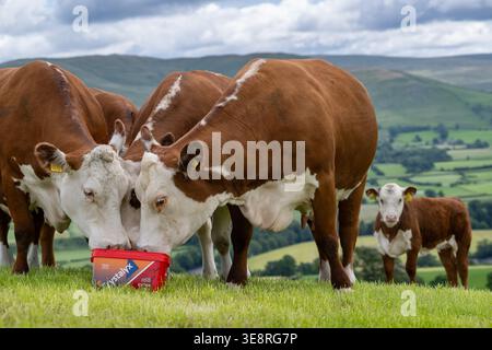 Hereford Rinder auf Hochland genießen einen Futterleck Eimer, der ihre Aufnahme aus dem Gras ergänzt und sie gesund hält. Cumbria, Großbritannien. Stockfoto